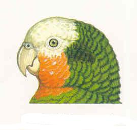  Amazona leucocephala bahamensis ( Bryant, 1867 ). Багамский кубинский амазон.